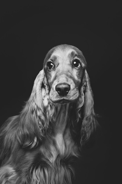 漂亮的年轻可卡犬