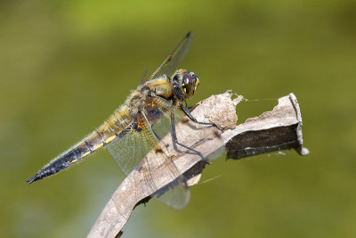 四斑点追逐者(Libellula quadrimaculata)