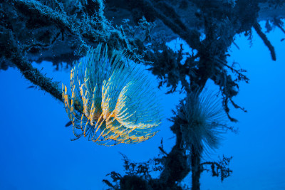 海洋蠕虫
