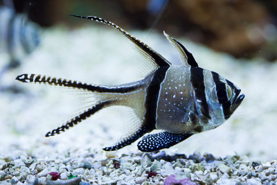骄傲的鲤鱼(Pterapogon kauderni)。