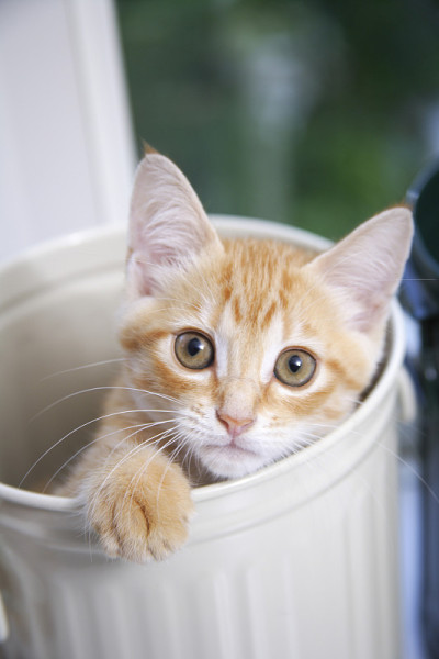 小猫盯着罐子看