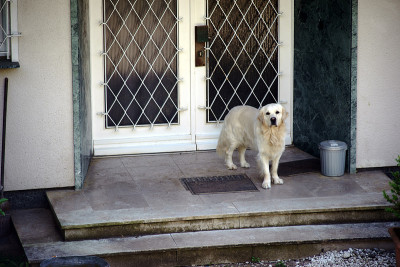 金毛猎犬守卫着住宅入口