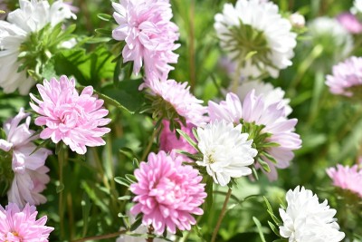 紫菀五彩花微距照片