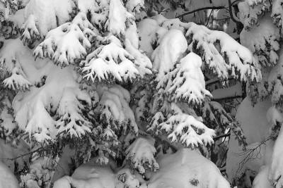 雪拉登树