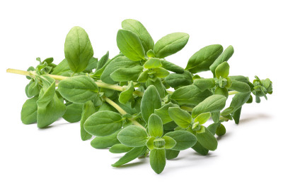 马郁兰(Origanum majorana)，路径