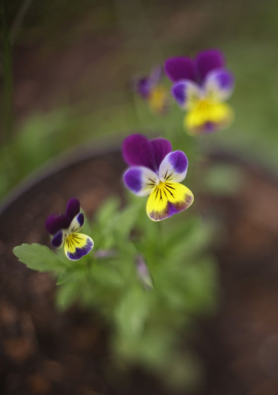 三色堇花特写照片