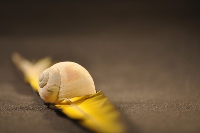 蜗牛壳照片