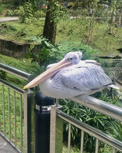鹈鹕