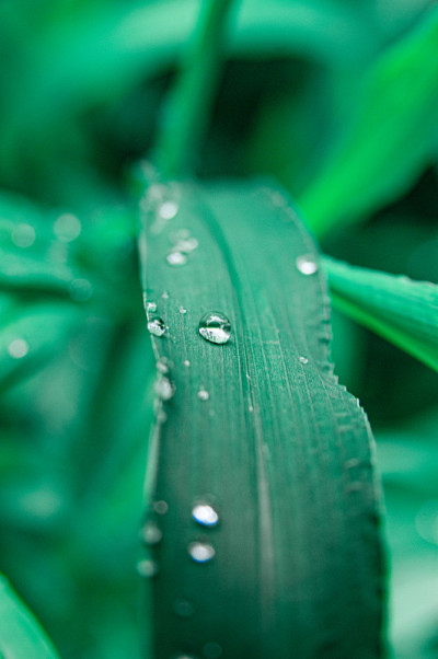 草地上露珠的特写镜头。