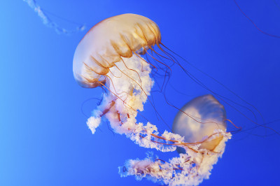 水母