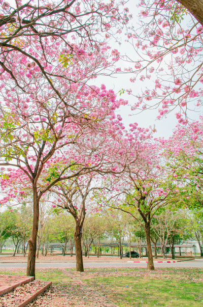 粉红色的花——石竹