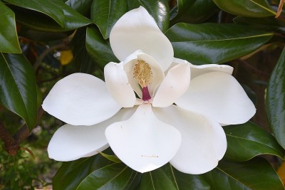 广玉兰花及其雄蕊和雌蕊。