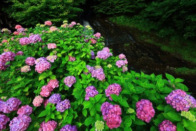水磨和绣球花