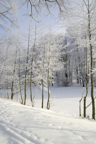雪中的冬季公园