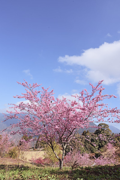 樱花