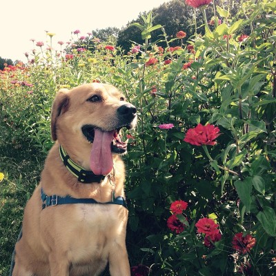 狗用鲜花