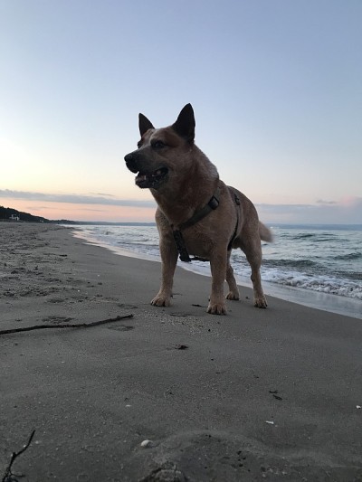 澳洲牧牛犬