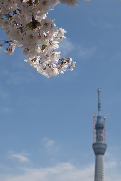 樱花