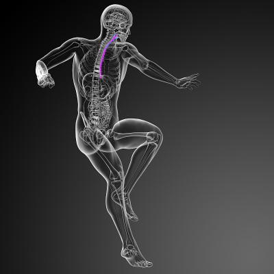 食道的3d渲染医学插图