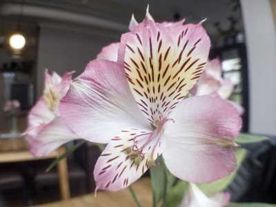 带花粉的白花