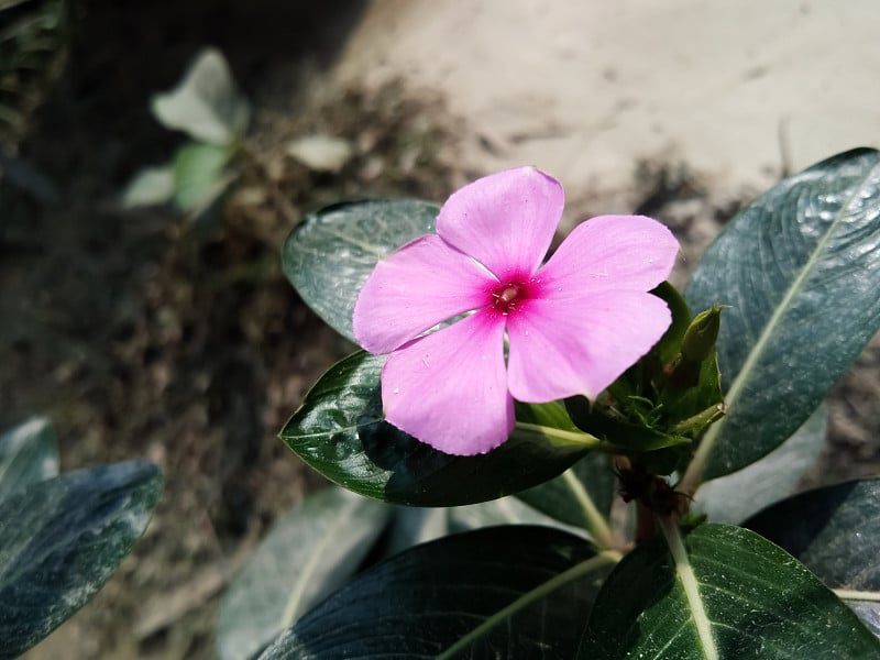 一种美丽的粉红色披肩长春花(Catharanthus roseus)的浅焦点。