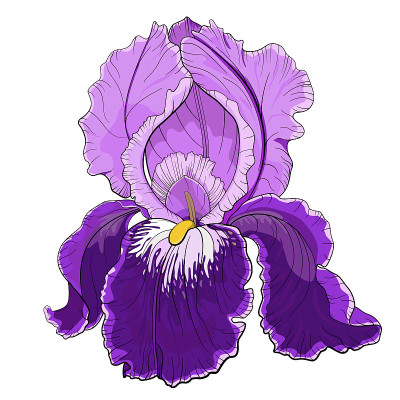 紫虹膜花