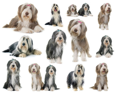 大胡子牧羊犬的合成图片