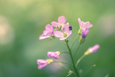 白花酢浆草(cardamine pratensis)