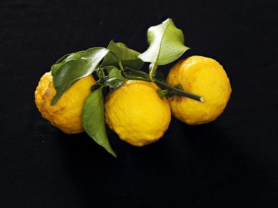 日本东京——2020年12月22日:黑色背景的柚子(Citrus junos)