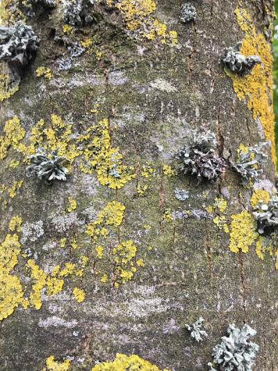 白蜡(Fraxinus excelsior)树- 2018年5月