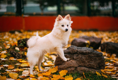 公园里的博美犬
