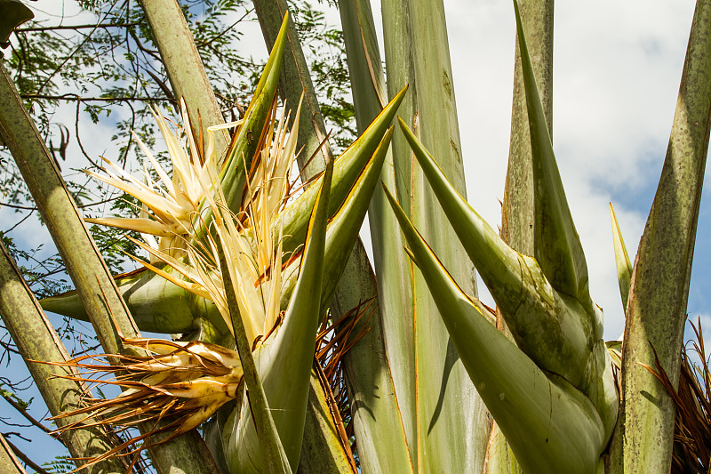 Ravenala madagascariensis