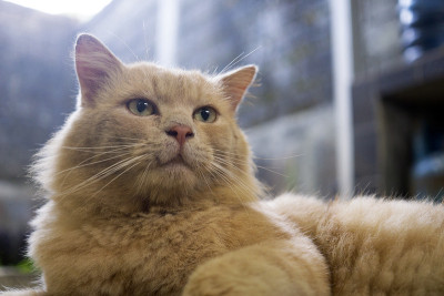 家猫躺下