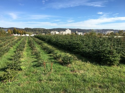 埃斯林根的Neckarhalde的圣诞树种植园
