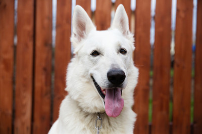 白瑞士牧羊犬