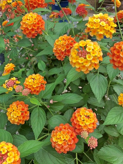 马樱丹属花