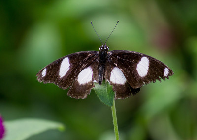 Eggfly蝴蝶