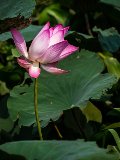 神圣的莲花