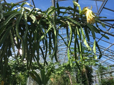 花和植物在温室或热带房子在植物园圣加尔，圣加伦-瑞士