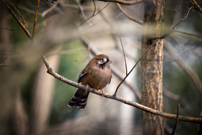 小胡子laughingthrush