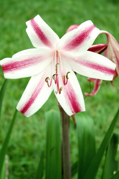 热带春花