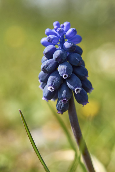 Muscari neglectum