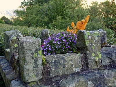 Haweswater水库附近花园里的花