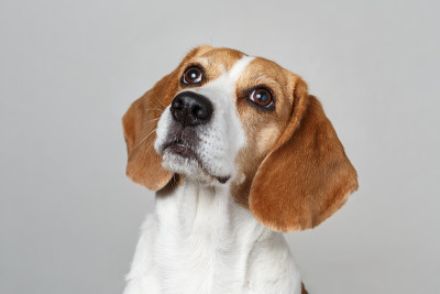 小猎犬。