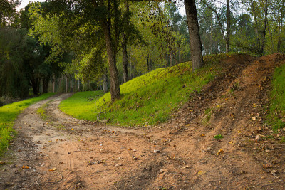 树林里尘土飞扬的道路