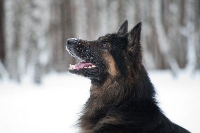 东欧牧羊犬在雪中玩耍