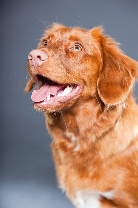 新斯科舍鸭鸣寻回犬品种。