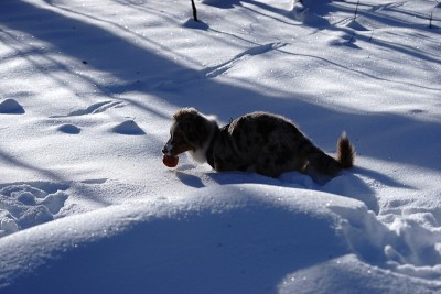狗狗小狗冬天的雪