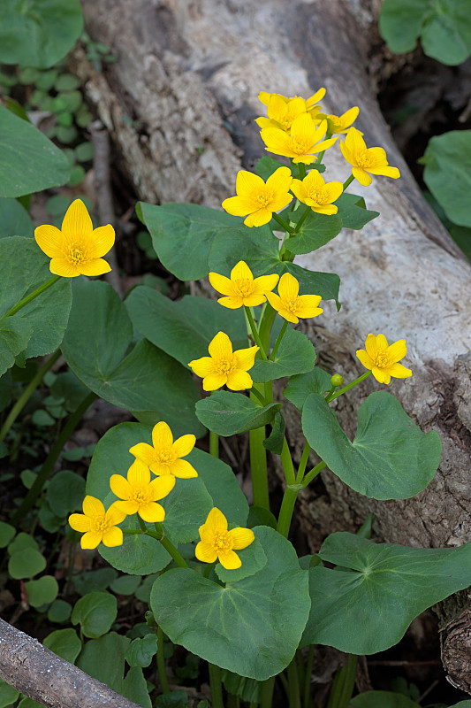 沼泽金盏花从沼泽中升起