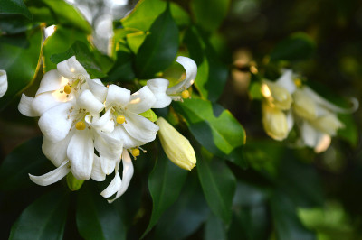 橙花茉莉香水